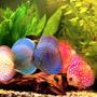 freshwater fish - symphysodon sp. - blue diamond discus stocking in 40 gallons tank - Discus