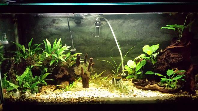 35 gallons planted tank (mostly live plants and fish) - Updated tank picture.