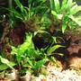 fish tank picture - Java Fern.