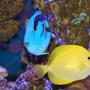saltwater fish - zebrasoma flavescens - yellow tang - hawaii stocking in 120 gallons tank - My blue hippo and yellow tang