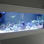 75 gallons saltwater fish tank (mostly fish, little/no live coral) - Here Is My Front View of my wall mounted aquarium that i just start 3 week ago !