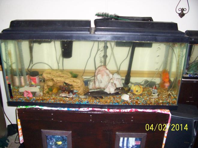 65 gallons freshwater fish tank (mostly fish and non-living decorations) - Main tank with various fish.