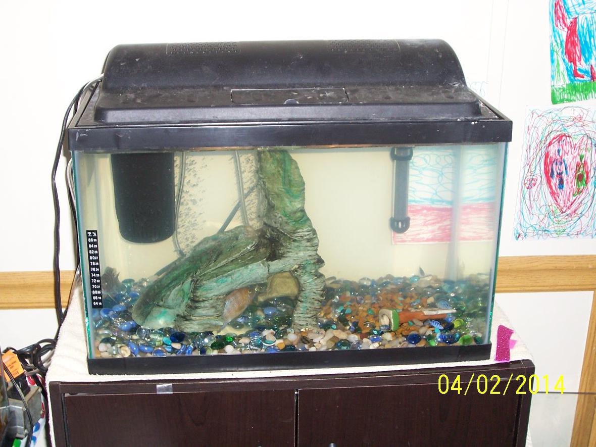 65 gallons freshwater fish tank (mostly fish and non-living decorations) - Breeding tank.