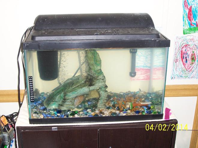 65 gallons freshwater fish tank (mostly fish and non-living decorations) - Breeding tank.