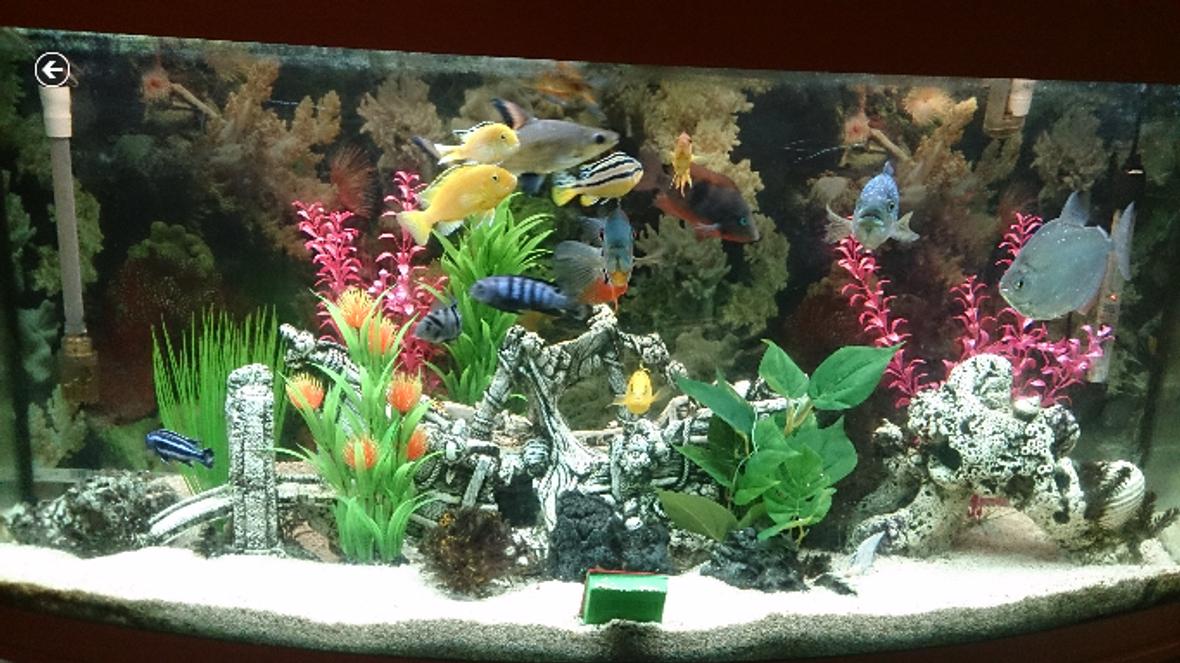 60 gallons freshwater fish tank (mostly fish and non-living decorations) - This is the latest pic of my tank