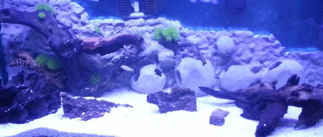 90 gallons freshwater fish tank (mostly fish and non-living decorations) - African cichlid tank