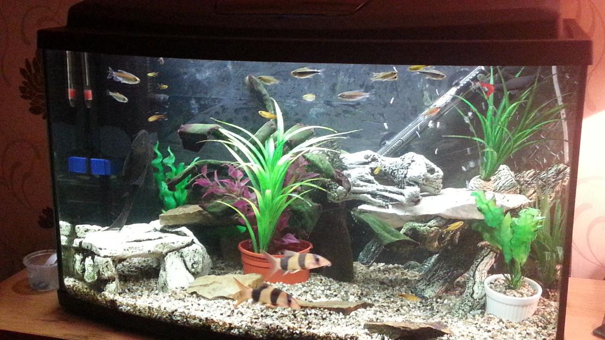 23 gallons freshwater fish tank (mostly fish and non-living decorations) - Trying to create a happy place for the loaches and shark while creating a bit of freedom for my tetras