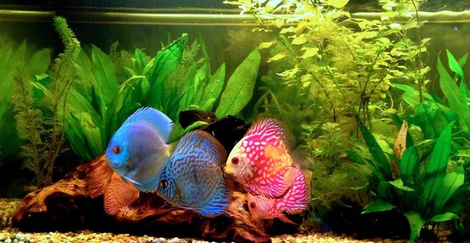 freshwater fish - symphysodon sp. - blue diamond discus stocking in 40 gallons tank - discus