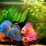 freshwater fish - symphysodon sp. - blue diamond discus stocking in 40 gallons tank - discus