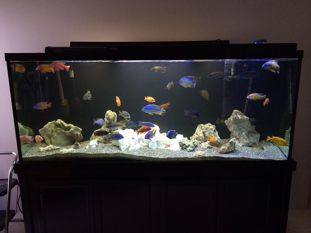 220 gallons freshwater fish tank (mostly fish and non-living decorations) - 220 gallon peacock and hap tank