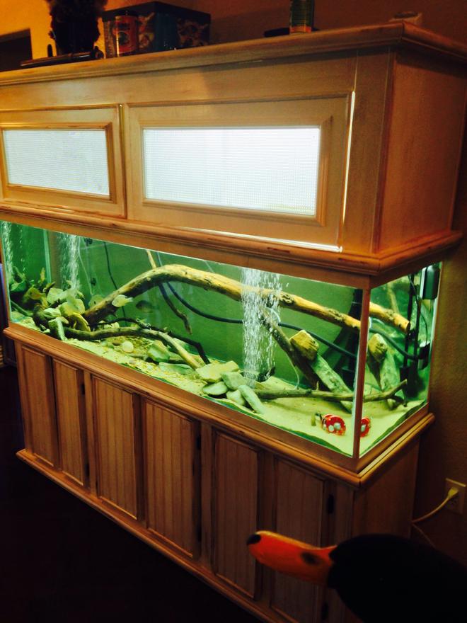 120 gallons freshwater fish tank (mostly fish and non-living decorations) - 120 gallon native tank. Everything in this tank came from my river. The large canopy is for my aqauponic system. The water from the tank is filtered thru the grow beds cleaning the water and feeding my plants.