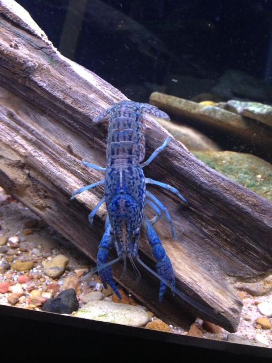 Rated #4: Corals Inverts - Cherax Destructor - Blue Knight Lobster Stocking In 120 Gallons Tank - beautiful marbled crayfish. have no idea why they are blue. i also have some that are red.
