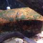 fish tank picture - marbled crayfish on a brick I found in the river.