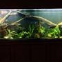 250 gallons planted tank (mostly live plants and fish) - 250g predator tank with a gourami