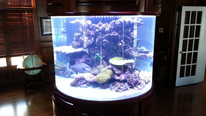 Rated #13: 300 Gallons Reef Tank - 300 gallon reef