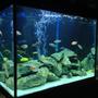 44 gallons freshwater fish tank (mostly fish and non-living decorations) - New Tank Set-up