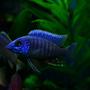 freshwater fish - aulonocara nyassae - blue peacock cichlid stocking in 70 gallons tank - Blue peacock
