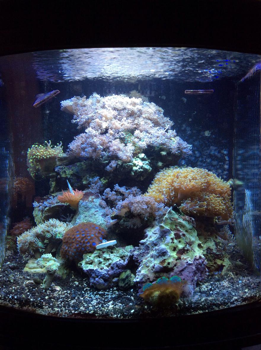 Rated #26: 30 Gallons Reef Tank - Only 30 gallons about a year old