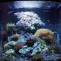 30 gallons reef tank (mostly live coral and fish) - Only 30 gallons about a year old