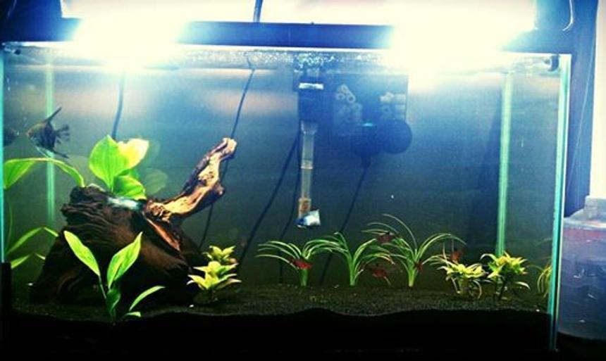 Rated #73: 100 Gallons Planted Tank - 30 gallon. Angelfish,Serpae tetras,   electric blue acaras, Pearl Gouramis and aBushy Nose Pleco.