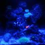 55 gallons reef tank (mostly live coral and fish) - Nano reef 20l
