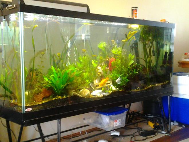 155 gallons planted tank (mostly live plants and fish) - 155 gallon sunken ship