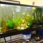 155 gallons planted tank (mostly live plants and fish) - 155 gallon sunken ship