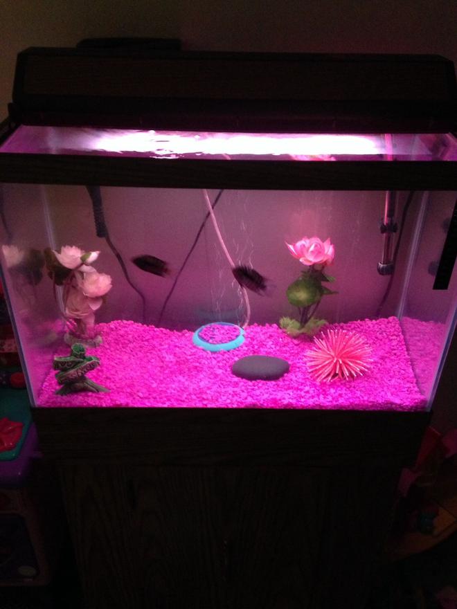 90 gallons freshwater fish tank (mostly fish and non-living decorations) - My Daughters First Fish Tank. She's 4 years old and wants to be like Daddy :)