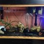 90 gallons freshwater fish tank (mostly fish and non-living decorations) - Daddy's Aquarium. 90 G