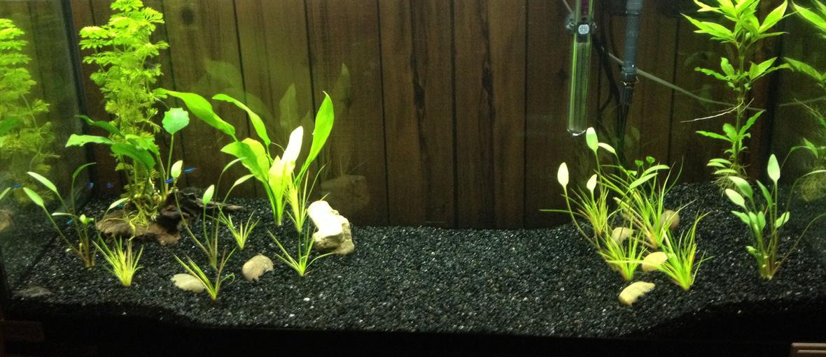 34 gallons freshwater fish tank (mostly fish and non-living decorations) - My First aquarium :)