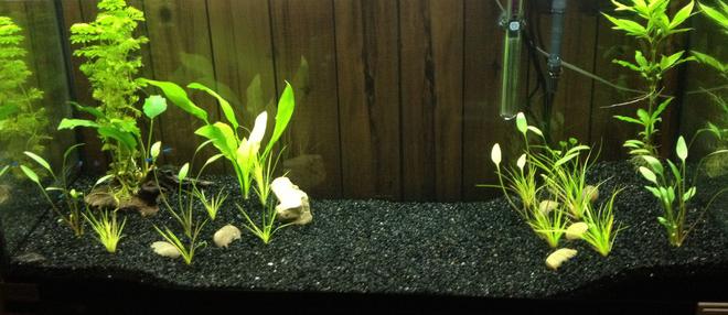 34 gallons freshwater fish tank (mostly fish and non-living decorations) - My First aquarium :)