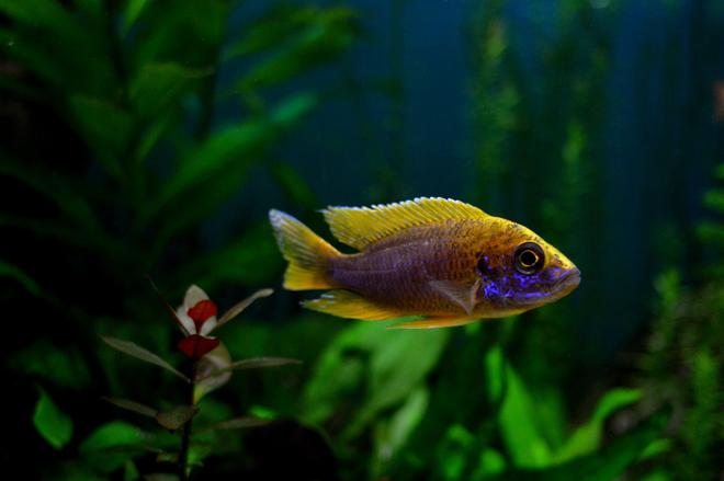 freshwater fish - aulonocara mamelela - lemon jake stocking in 70 gallons tank - Lemon Jake Peacock