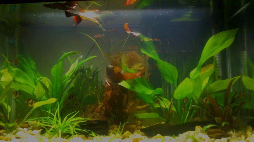Rated #58: 30 Gallons Planted Tank - my 30 gallon jungle