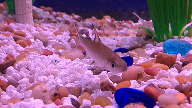 freshwater fish - balantiocheilus melanopterus - bala shark stocking in 135 gallons tank - 24 beautiful fish.
