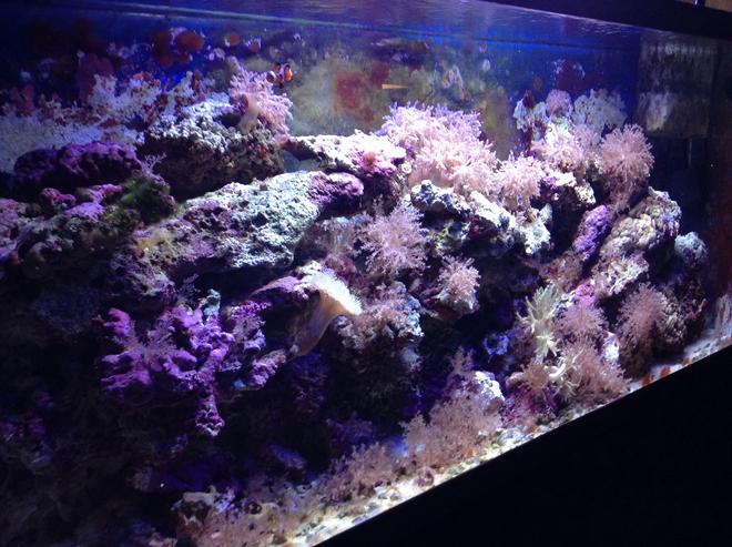 55 gallons saltwater fish tank (mostly fish, little/no live coral) - Tank