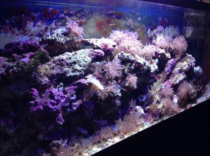 Rated #44: 55 Gallons Saltwater Fish Tank - Tank