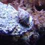 corals inverts - calcinus elegans - electric blue hermit crab stocking in 55 gallons tank - Blue leg