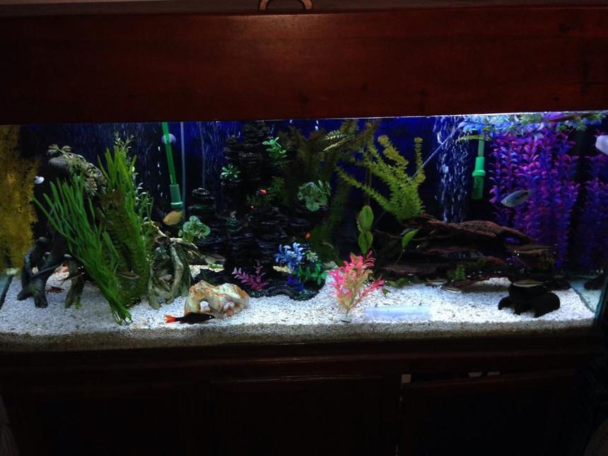 Rated #94: 125 Gallons Freshwater Fish Tank - 125 gallon tall.
