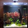 fish tank picture - About 2 months old.