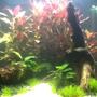 fish tank picture - 3 months old