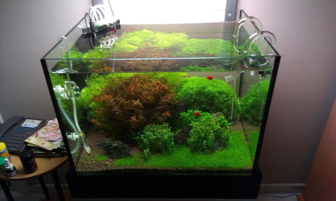 20 gallons planted tank (mostly live plants and fish) - Tank after weekly maintenance