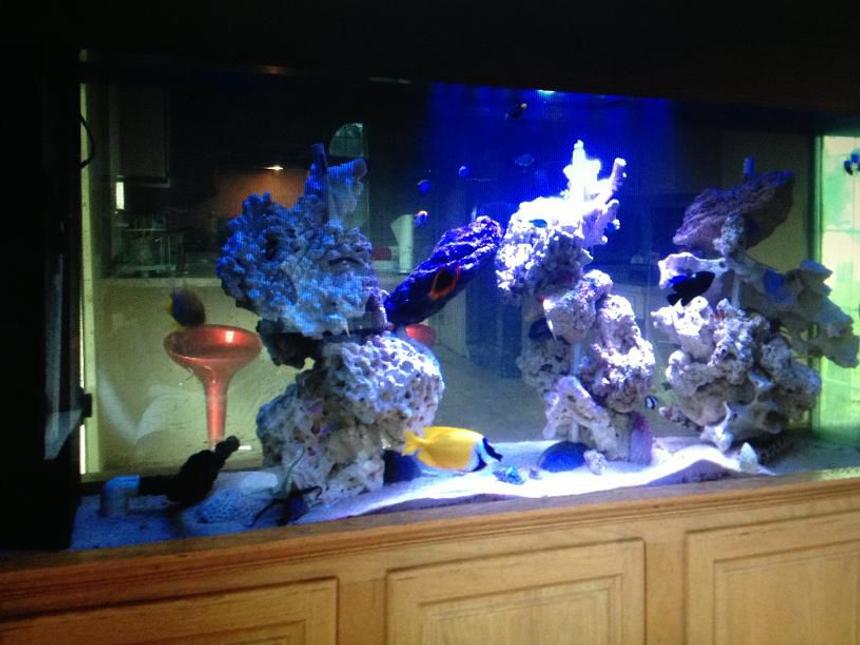 Rated #36: 150 Gallons Reef Tank
