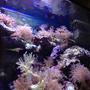 fish tank picture - Corals & clown