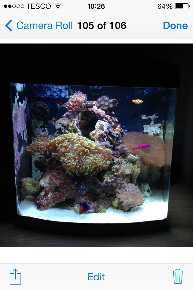 24 gallons reef tank (mostly live coral and fish) - My 24 gal dd nano