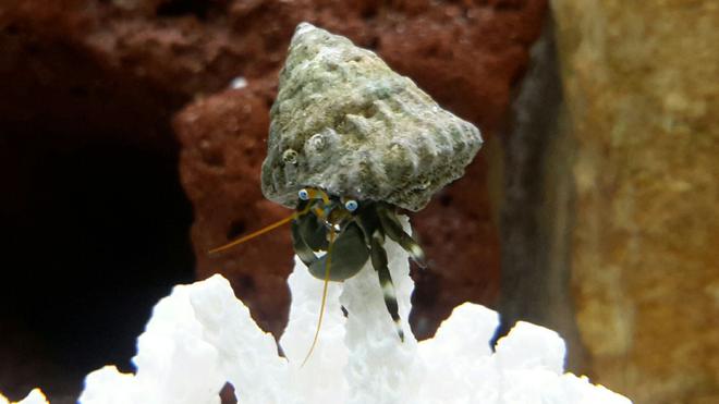 corals inverts - calcinus laevimanus - dwarf zebra hermit crab stocking in 125 gallons tank - Zebra Leg Hermit Crab