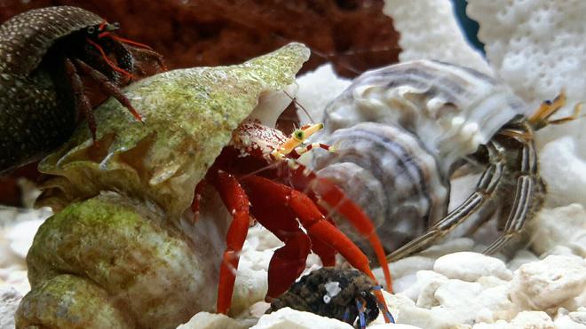 corals inverts - paguristes cadenati - scarlet reef hermit crab stocking in 125 gallons tank - Piggy Backing it.