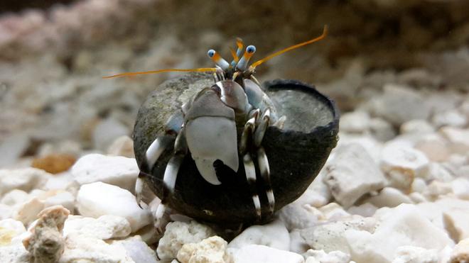 corals inverts - calcinus laevimanus - dwarf zebra hermit crab stocking in 125 gallons tank - Whatchu lookin' at?