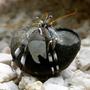 corals inverts - calcinus laevimanus - dwarf zebra hermit crab stocking in 125 gallons tank - Whatchu lookin' at?