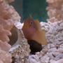saltwater fish - gobiodon citrinus - clown goby, citrinis stocking in 125 gallons tank - Citron Goby