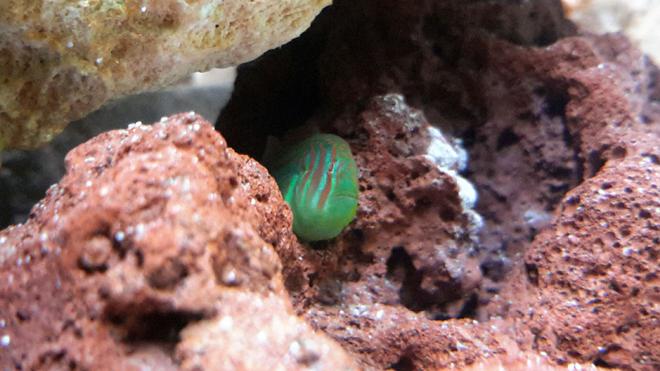 saltwater fish - gobiodon atrangulatus - clown goby, green stocking in 125 gallons tank - Green Clown Goby
